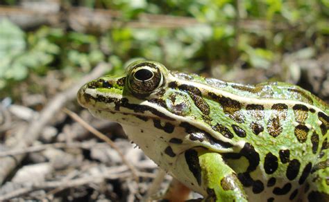 Northern Leopard Frog Breeding Program City Of Edmonton