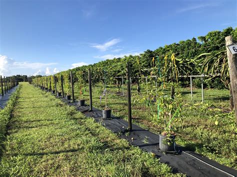 Tropical Plant Clinic And Research Lab On Twitter Horticulturist Vs Pathologist Passionfruit