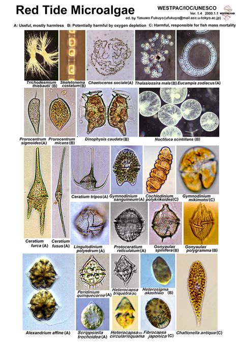 marine zooplankton identification  common sources  planktonic
