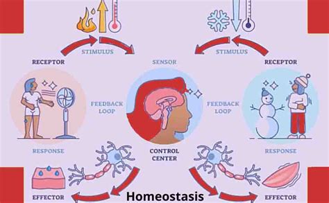 Homeostasis Negative And Positive Feedback, 56% OFF