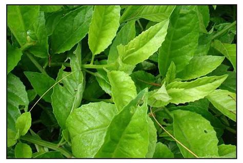 Sabuñgai Gynura Procumbens Lour Merr Longevity Spinach Bai Bing