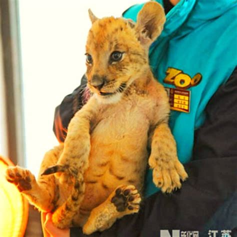 White Ligers And Tigons Cubs