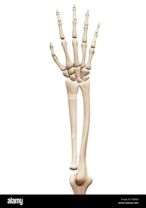 Human Arm Bones Hi Res Stock Photography And Images Alamy