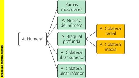 Arterias Del Miembro Superior Ppt