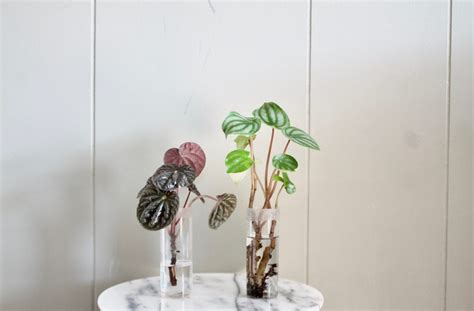 Peperomia Party A Guide To Peperomia Leaf And Paw