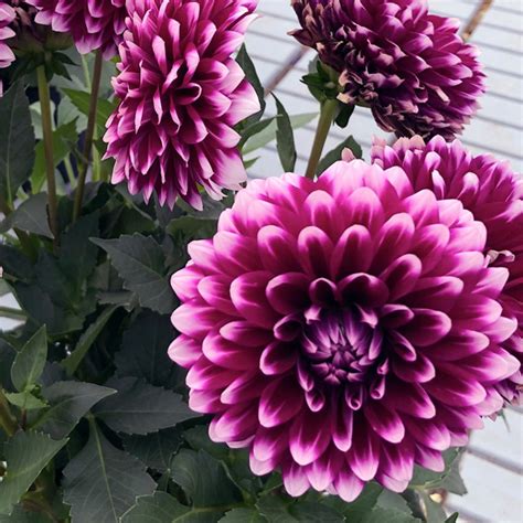 Dahlias Garden Express Australias Largest Online Nursery