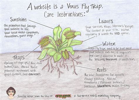 The Fascinating Web A Venus Flytrap Analogy