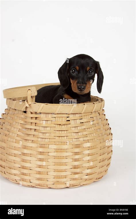 Stock Photo Of An Adorable Black And Tan Dachshund Puppy In A Basket