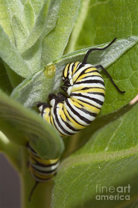 Monarch Butterfly Larva Photograph by Ted Kinsman | Pixels