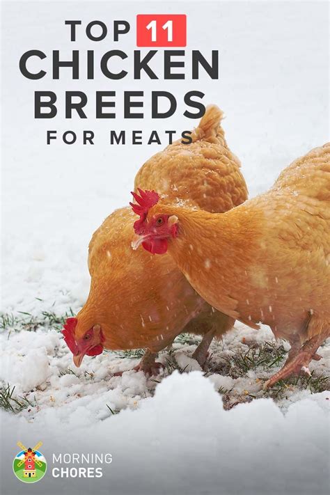 If You Want The Heaviest Best Meat Producing Chickens Read This