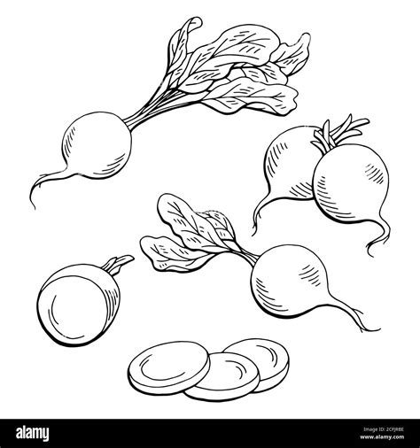 Radish Graphic Vegetable Black White Isolated Sketch Illustration