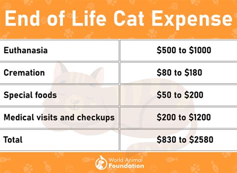 The Cost Of Cat Parenthood In