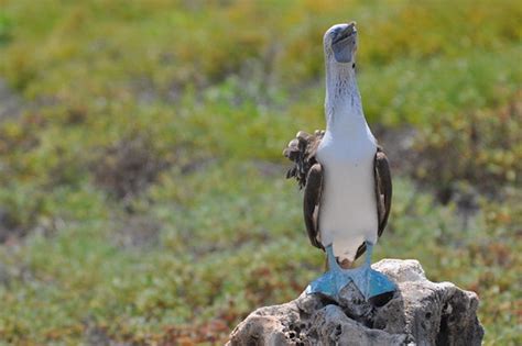 Blue Footed Booby Sula Nebouxii Female Selection The Bri Flickr