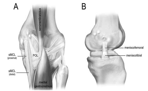 Mcl Sprains Symptoms Treatment And Recovery Time