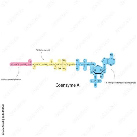 Structure Of Coenzyme A Showing β Mercaptoethylamine Pantothenic Acid And 3p Adp Biomolecule