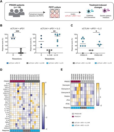 Addition Of Interleukin 2 Overcomes Resistance To Neoadjuvant Ctla4 And