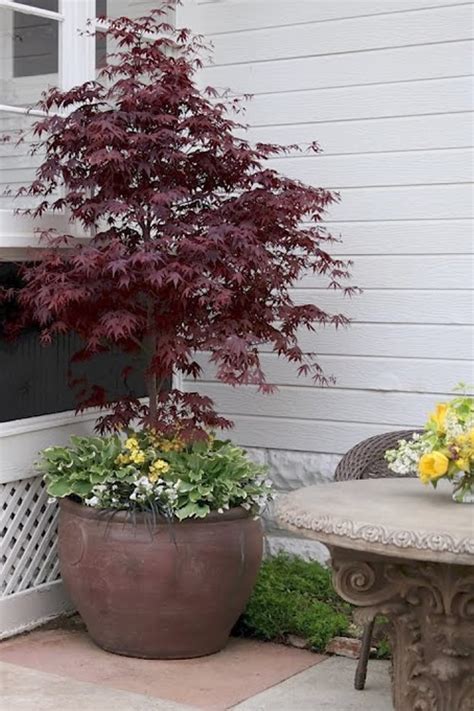 Dwarf Japanese Maple Tree Care