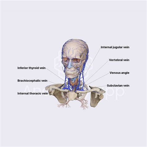 Brachiocephalic Vein