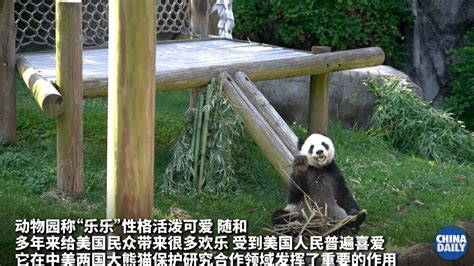 旅美大熊猫离世 驻美使馆回应：将开展大熊猫死亡原因调查旅美大熊猫 社会资讯 川北在线