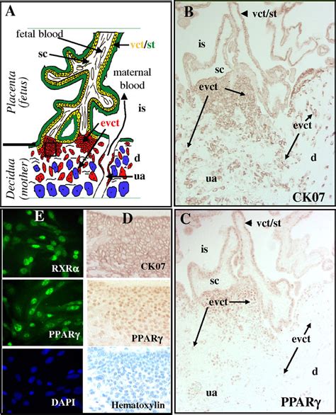 Ppar Is Expressed In Trophoblasts In Situ In Primary Evct And In Download Scientific Diagram