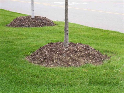 Mulch Volcanoes And The Threats They Pose To Valuable Trees