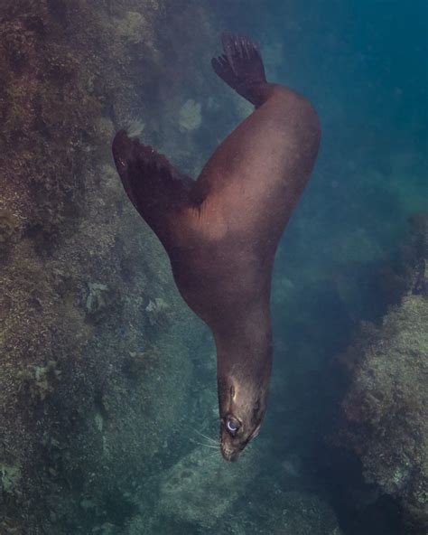 Dive Dive Dive Sea Lion Eyes Are Amazing Underwater They Are Like