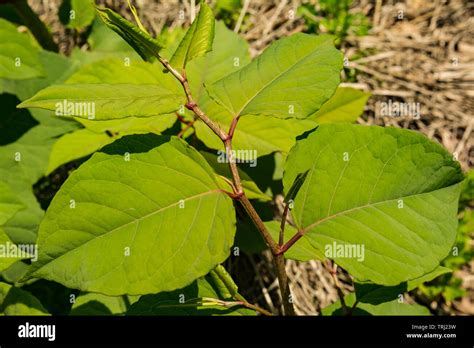 Japanese Knotweed Reynoutria Japonica Hi Res Stock Photography And