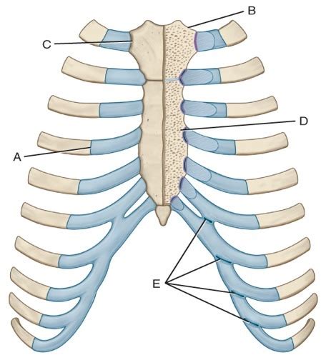 6 Chapter 10 Bony Thorax Sternum Ribs Diagram Quizlet