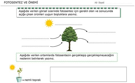 S N F Fotosentez Ve Nemi Fen Bilimleri Devi Morpa Kamp S