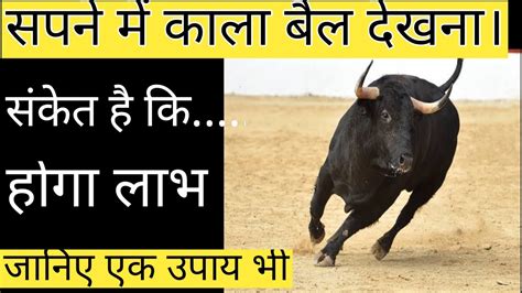 सपने में काला बैल देखना। Sapne Me Kala Bail Dekhna। Bull In Dream