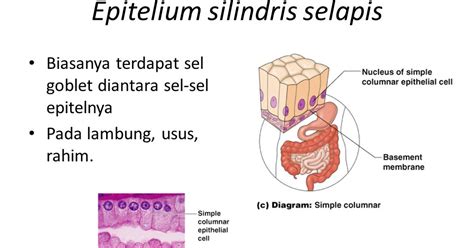 Epitel Silindris Jaringan Epitel Dan Jenisnya Biologisites