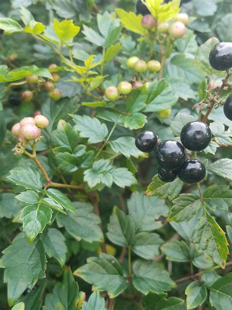 466 best r/berries images on Pholder | Couldn't find this type of berry