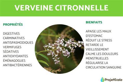 Verveine Citronnelle Propri T S Bienfaits Et Contre Indications