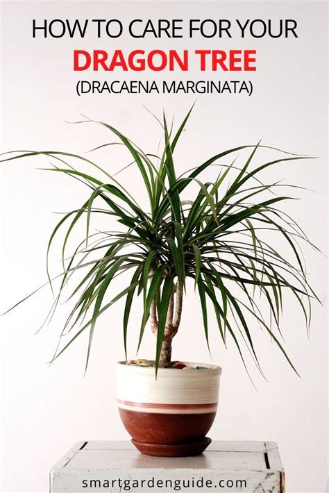 97 Cool Dracaena Plant Indoor Benefits - insectza