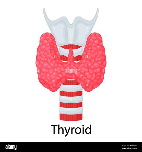 Thyroid Human Organ Isolated On White Background Vector Illustration