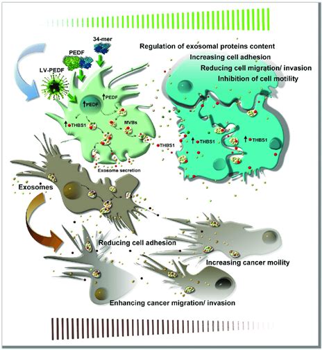 Schematic Representation Of Putative Mechanisms Underlying Pedf