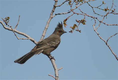 A Female Phainopepla