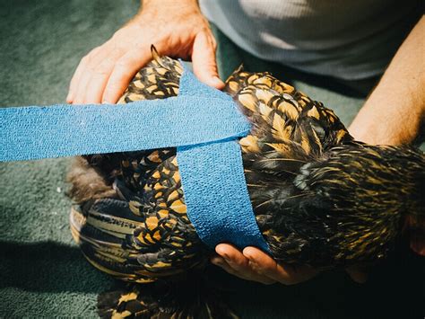 Chicken First Aid How To Wrap A Sprained Wing Garden Betty