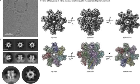 Cryo Em Structure Of Large Unilamellar Vesicleembedded Vcc A A