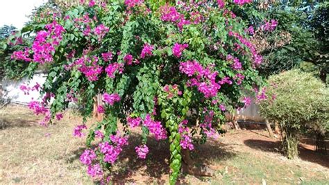 Buddha Jayanti Park Bhubaneswar Od