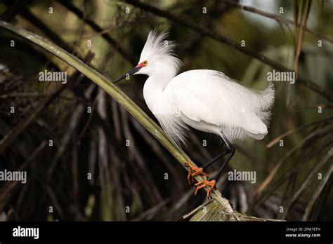 Snowy Egret In Breeding Plumage Stock Photo Alamy