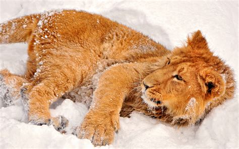 壁纸 雪 狮子 野生动物 毛皮 大猫 晶须 美洲狮 动物群 2560x1600像素 猫像哺乳动物 鼻子 食肉动物