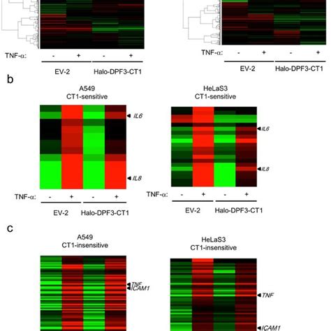 Microarray analysis of NF κB target genes induced by TNF α in A549 and