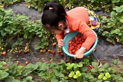 甜過初戀！鄭州周邊草莓採摘地圖 每日頭條