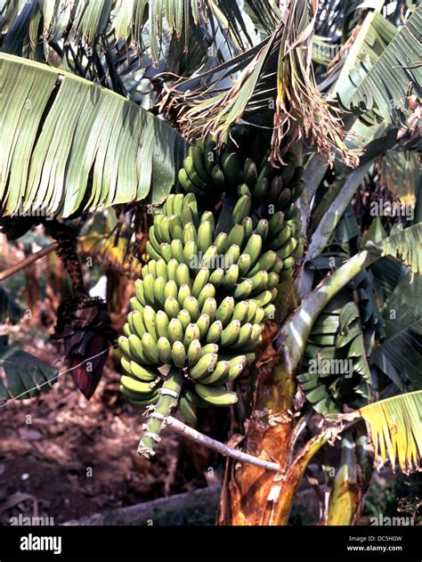 Green Bananas Growing On Tree Puerto De La Cruz Tenerife Canary