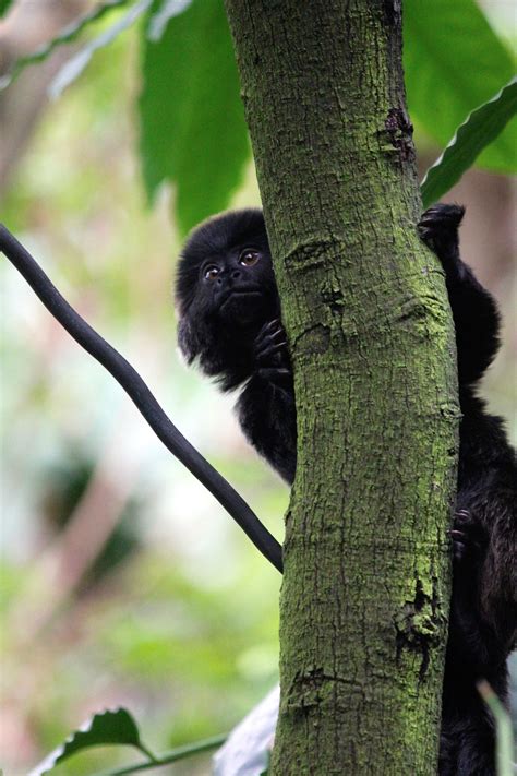 Free Images Tree Nature Branch Leaf Trunk Wildlife Mammal