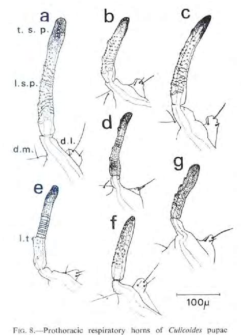 Figure 10 from The morphology of the immature stages of some South ...