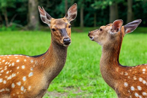 Two Beautiful Deer Photo 7910 Motosha Free Stock Photos