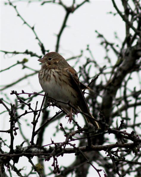 Vesper Sparrow Pooecetes Gramineus Warbler Woods San An Flickr