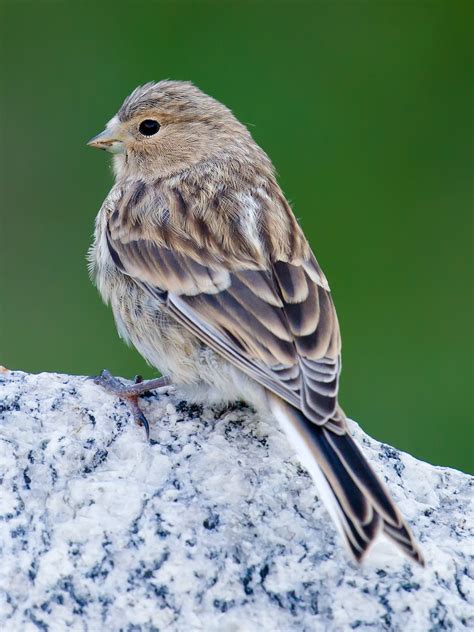 Twite in China - Shanghai Birding 上海观鸟